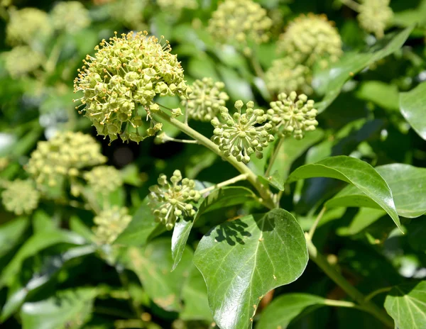 Blüte mit einfachen Efeublättern (hedera helix l.), großer Grundriss — Stockfoto