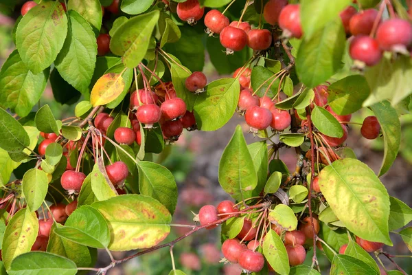 Äpplekinesisk kivalina (Malus prunifolia, Willd.) Borkh.). Röda mogna frukter — Stockfoto