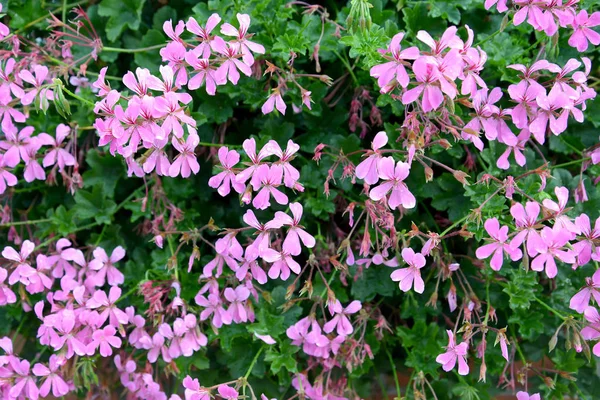 Bloeiende pelargonia is klimop-achtig (Pelargonium peltatum (L.) L 'Her. ex Ait.). Achtergrond — Stockfoto