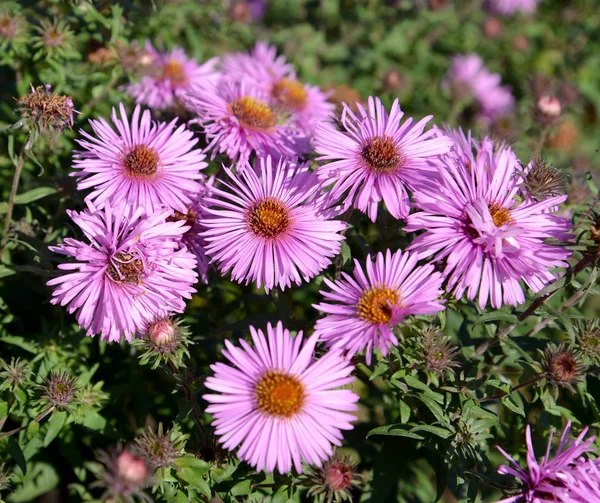 Цветущие Astres Novelgian (Symphyotrichum novi-belgii (L.) G.L.Nesom), вид сверху — стоковое фото