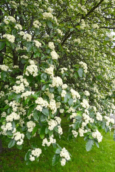 Blütenwellen schwedisch (sorbus intermedia (ehrh.) Pers.). Frühling — Stockfoto