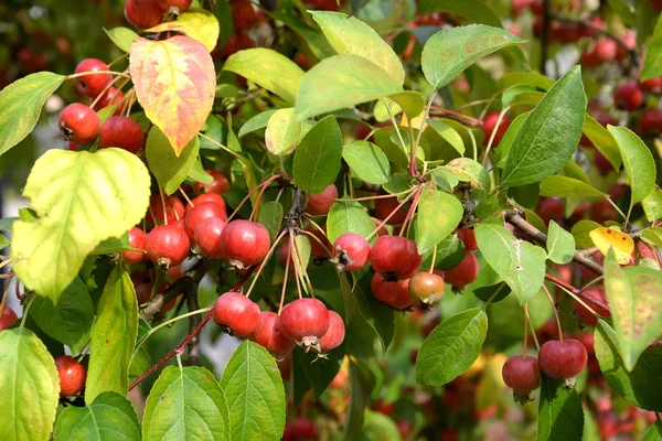 Den röda äppelfrukten är kinesisk krämig (Malus prunifolia (Willd.) Borkh Ordförande.) — Stockfoto