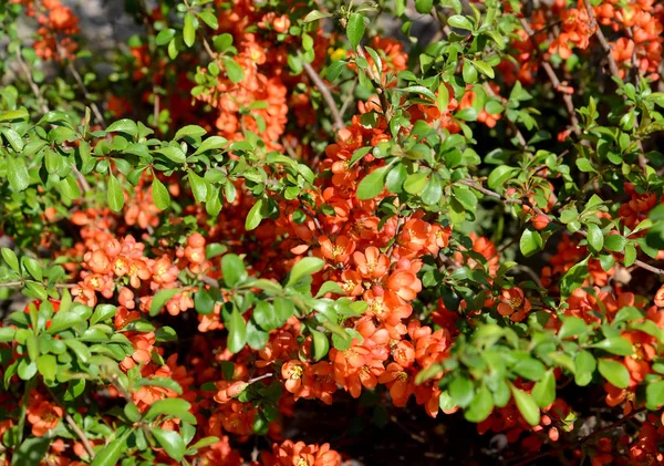 Der blühende busch des aiva aus japan (chaenomeles jaionica (thunb.) Lindl. ex spach) — Stockfoto