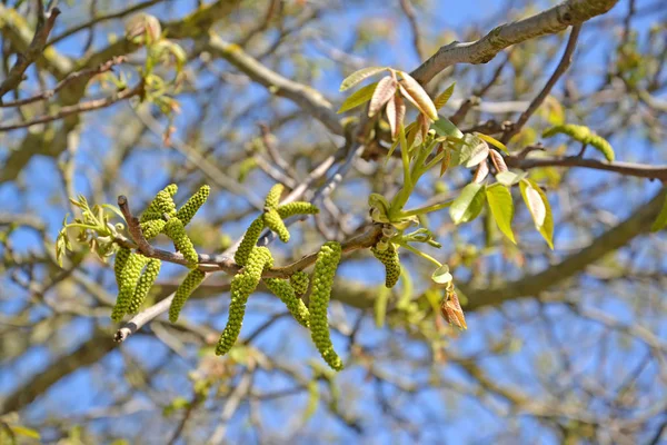 Walnut сережки (Juglans Regia). Весна — стокове фото