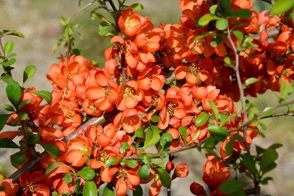 Яркие цветы айвы Японии (Chaenomeles jaionica (Thunb.) Линдл. ex Spach ) — стоковое фото