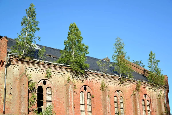 Un fragment din clădirea Kirhi Gross Krishzanen cu copaci pe acoperiș. Satul Zapovednoe, regiunea Kaliningrad — Fotografie, imagine de stoc