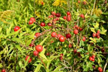 Olgun köpek biberiye meyvesi (Rosa canina L.)