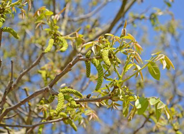 Mavi gökyüzünün arka planına karşı ceviz çiçeği (Juglans regia)