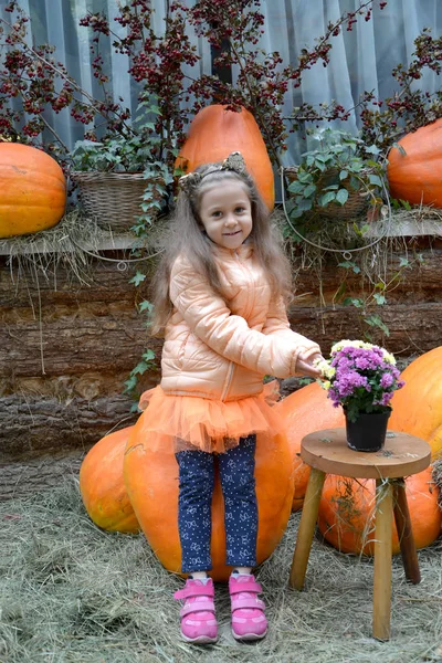 A five-year-old girl with a bouquet of astra sits on a large pumpkin in the yard of a rural house. Autumn Harvest — Stock Photo, Image