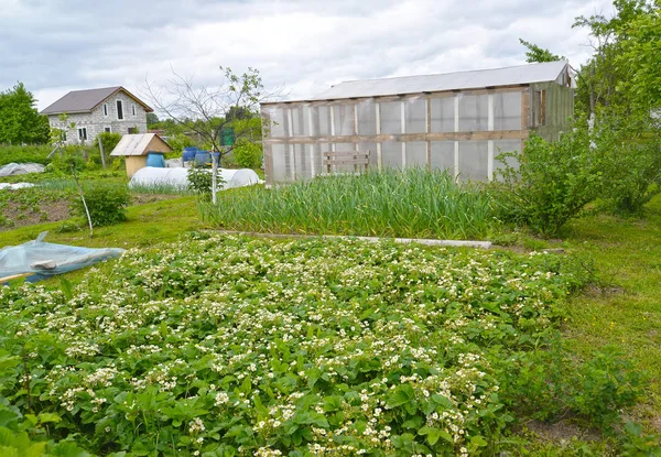 Senge med blomstrende jordbær og grønne løg på baggrund af økonomiske bygninger. Landeområde - Stock-foto