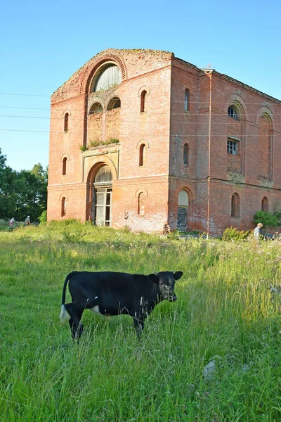 Het zwarte kalf staat tegen de achtergrond van kirhi Jurgaitshe (1845). Kanash dorp, Kaliningrad regio — Stockfoto