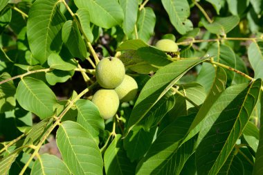 Ceviz yapraklı ve meyveli dallar (Juglans regia)