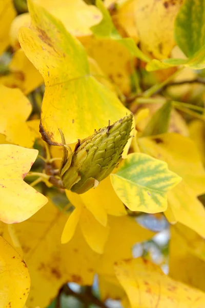 O fruto do liriodendro (tulipa) (Liriodendron tulipifera L.) no Outono — Fotografia de Stock