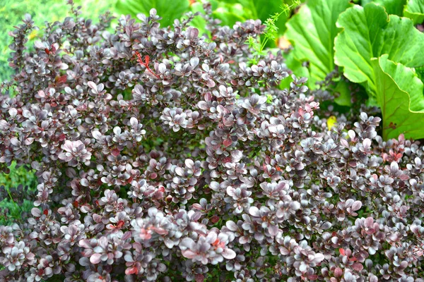 Barbaris Tunberg Atropurpurea Nana (Berberis thunbergii Atropurpurea Nana) — Stockfoto