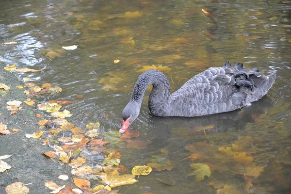 Zwarte Zwaan (Cygnus atratus Latham) drinkt water in het meer — Stockfoto