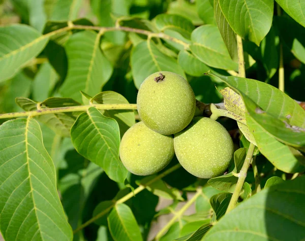 Zelené ořechové ovoce (Juglans regia) — Stock fotografie