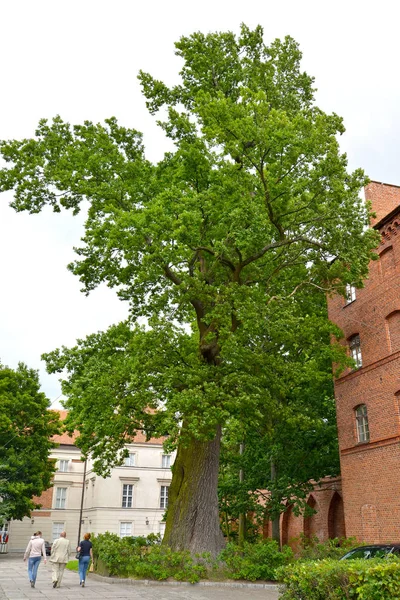 600 éves tölgy a katedrális területén. Frombork, Lengyelország — Stock Fotó