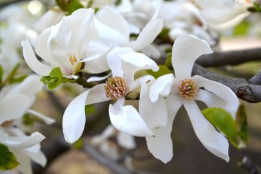 Çiçekler Magnolia kobus Dc.