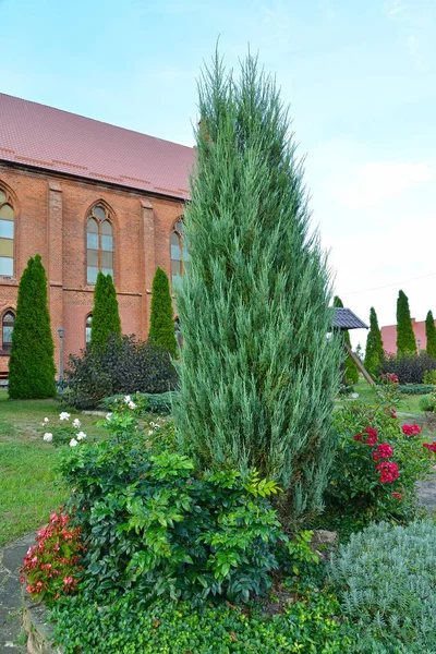 Conseiller plat est (Tuya est bleu) (Platycladus orientalis (L.) Franco) dans le paysage de jardin — Photo