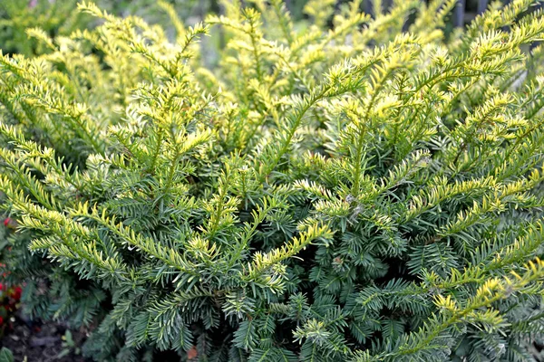 Cânhamo moído, variedade Aurea (Taxus canadensis Marshall ) — Fotografia de Stock