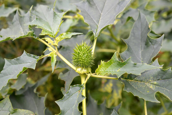 Зеленый плод индийского дурмана (безвредный) (Datura inoxia Mill)
.)