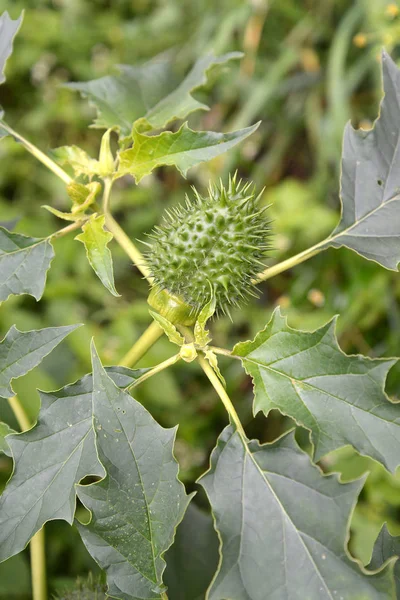 Grön frukt och gröna blad av durman Indian (ofarliga) (Datura inoxia Mill.) — Stockfoto