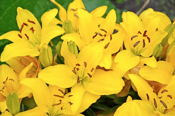 Large flowers of yellow lily — ストック写真