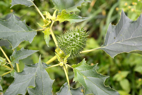 Зеленые плоды с листьями дурмана индийского (безвредные) (Datura inoxia Mill. ), крупный план
