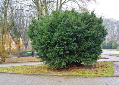 Kaliningrad Caddesi 'ndeki Tis berry (Taxus baccata L.)