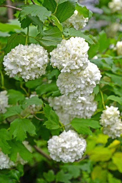 Flor guelder-rosa de la variedad "Bulldenege" - Bola de nieve (Viburnum L .) — Foto de Stock