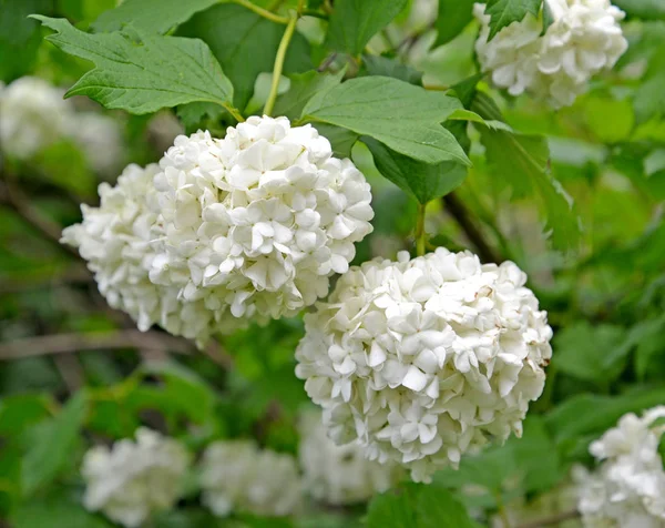 Flores brancas de guelder-rosa da variedade "Bulldenege" - Bola de neve (Viburnum L .) — Fotografia de Stock