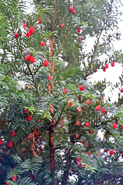 Tis berry (Taxus baccata L.), ветви с плодами — стоковое фото