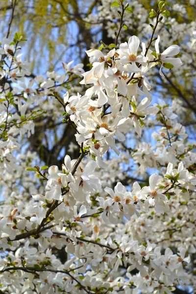 Blossoming of magnolia kobus DC — Stockfoto