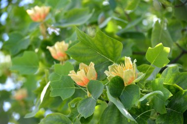 Lale lyredendron çiçekleri (lale ağacı) (Liriodendron tulipifera L.)