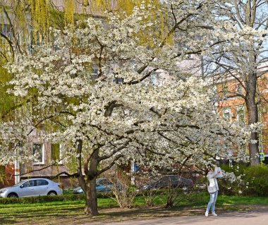 Kaliningrad, Rusya - 20 Nisan 2019: Çiçekli manolya ağacı kobusu (Magnolia kobus Dc.) Meydanda.