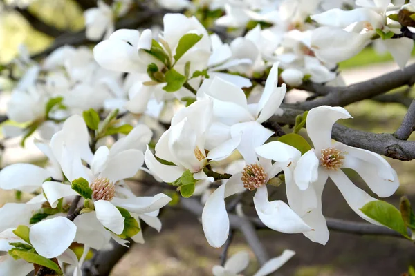 Bílé květy magnolia cobus Dc — Stock fotografie