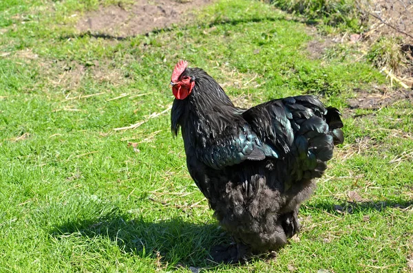 Orpington rock galo preto fica na grama — Fotografia de Stock