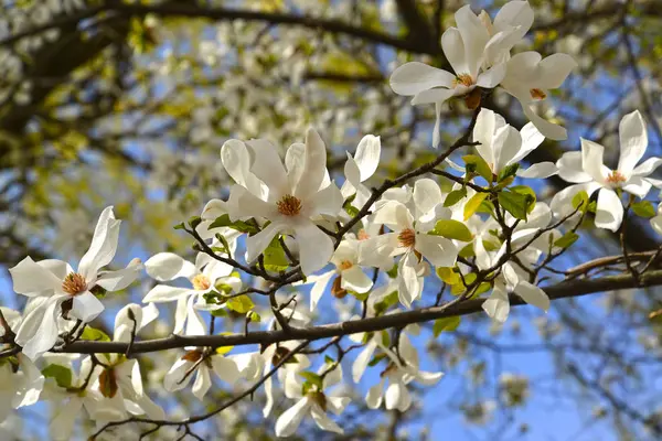 Magnolia kobus Dc. Filial med blommor — Stockfoto