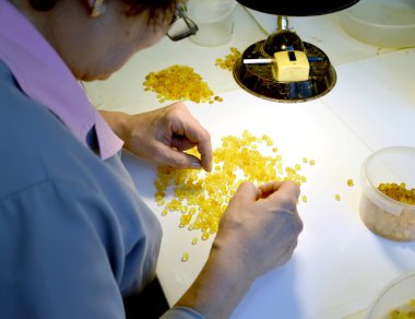 KALININGRAD, RUSSIA - JANUARY 23, 2019: Worker sorts amber blanks in workshop
