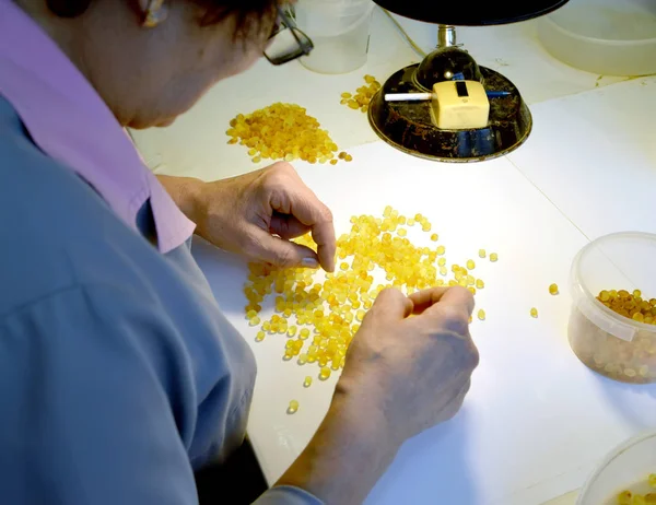 KALININGRAD, RUSSIA - JANUARY 23, 2019: Worker sorts amber blanks in workshop