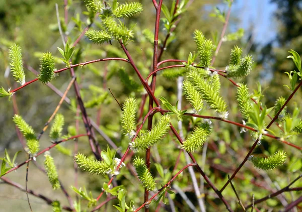 Sauce Floreciente Agudo Salix Acutifolia Willd —  Fotos de Stock