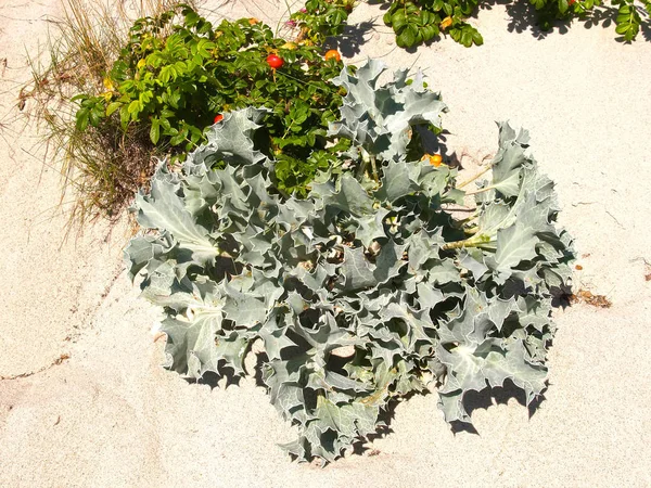 Morze Sine Head Eryngium Maritimum Róże Marszczą Się Piasku — Zdjęcie stockowe