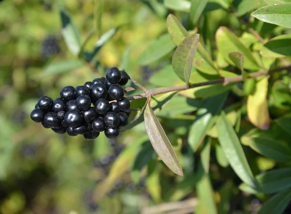 Brush Berries Common Privet Ligustrum Vulgare — Stock Photo, Image