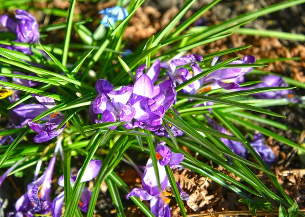 Kolor Krokusa Liliowego Wiosna — Zdjęcie stockowe