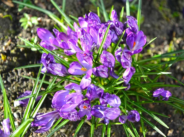 Krokus Kwitnący Crocus Kolorze Liliowym — Zdjęcie stockowe