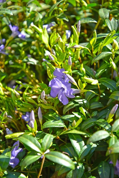 Flower Running Myrtle Vinca Minor — Stock Photo, Image