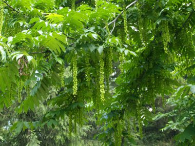 Meyveli Wingnut (Pterocarya fraxinifolia)