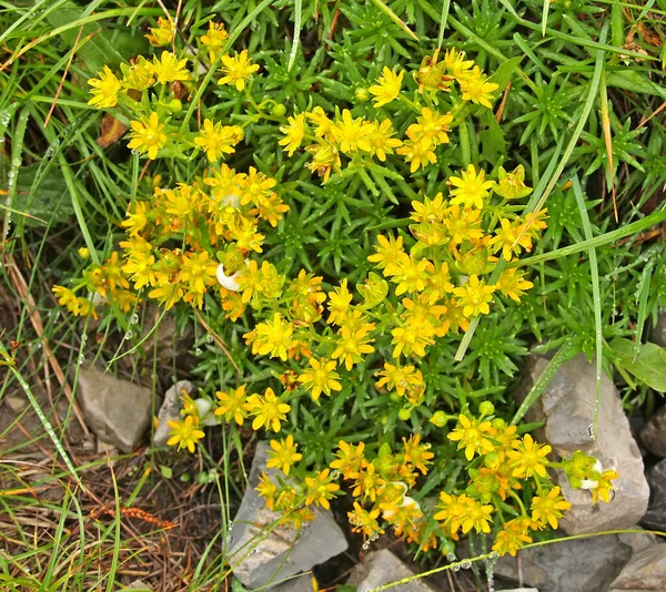 Saxifraga Crucifolia Saxifraga Aizoides Planta Con Flores —  Fotos de Stock