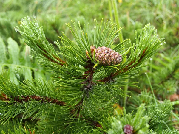 Mountain Pine Ontsnappen Met Hobbels Pinus Mugo Turra — Stockfoto
