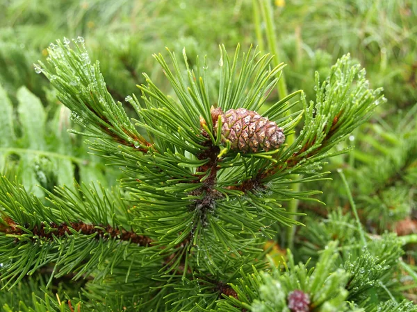 Latschenkiefern Entkommen Mit Unebenheiten Pinus Mugo Turra — Stockfoto